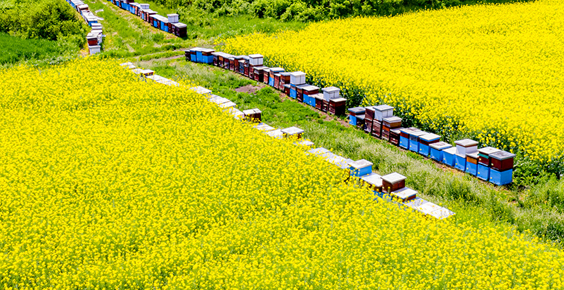 Sustainable Beekeeping Practices: A Guide for Ethical Apiculture