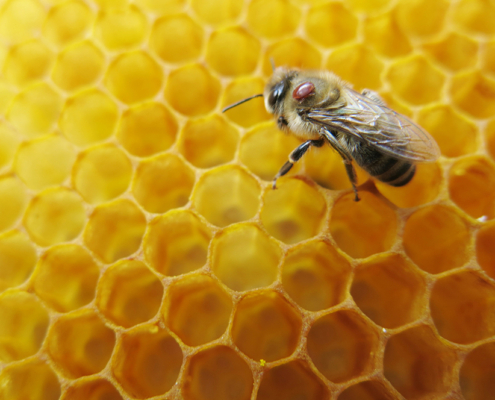 Varroa Mite in Australia