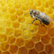 Varroa Mite in Australia
