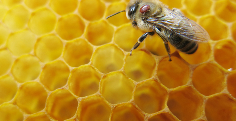 Varroa Mite in Australia