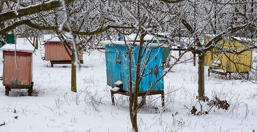 Winter survival