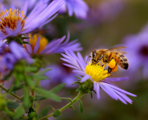 Protecting Pollinators