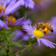Protecting Pollinators