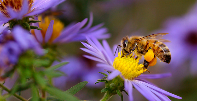 Protecting Pollinators