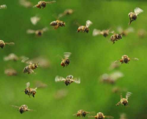 Bee swarms