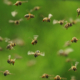 Bee swarms