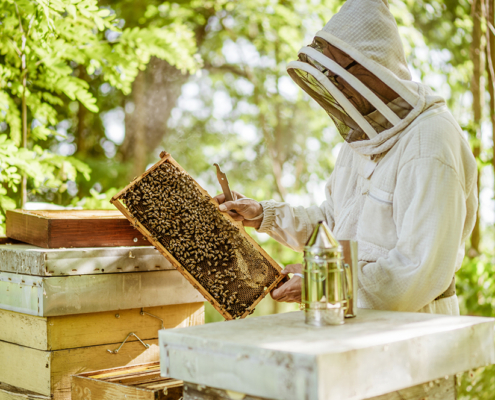 beehive inspection