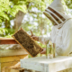 beehive inspection