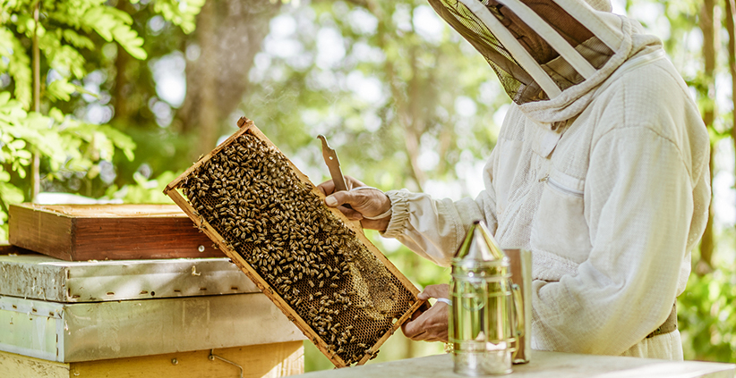 beehive inspection