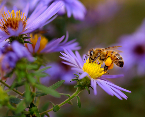 Creating Bee-Friendly Habitats