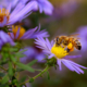 Creating Bee-Friendly Habitats