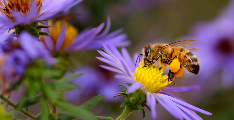 Creating Bee-Friendly Habitats