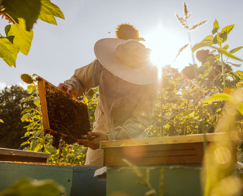 Beekeeping Equipment Essentials
