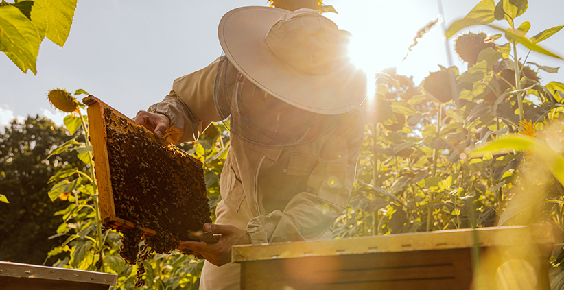 Beekeeping Equipment Essentials