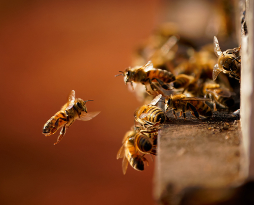 Reducing Your Carbon Footprint in Beekeeping