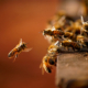 Reducing Your Carbon Footprint in Beekeeping