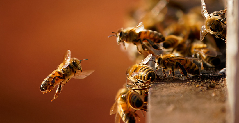 Reducing Your Carbon Footprint in Beekeeping