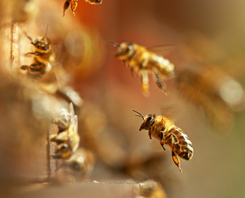 Winter Hive Management