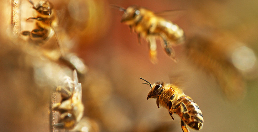 Winter Hive Management