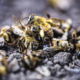Combating Bee Colony Collapse