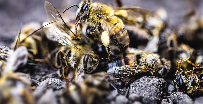 Combating Bee Colony Collapse
