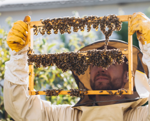 Queen Rearing Basics.