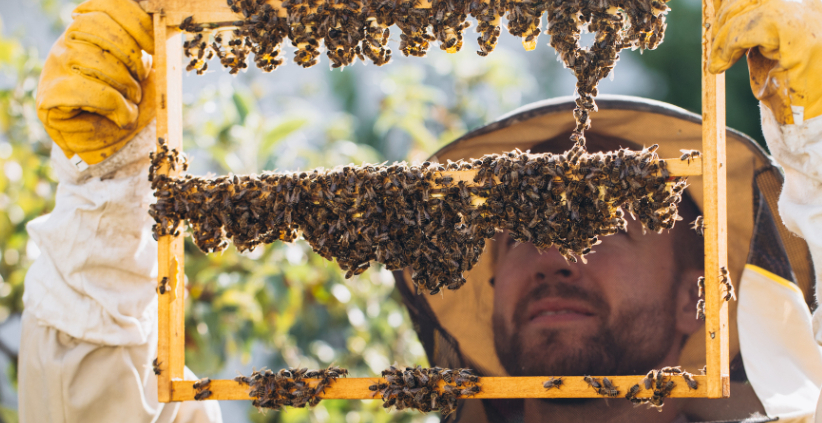 Queen Rearing Basics.