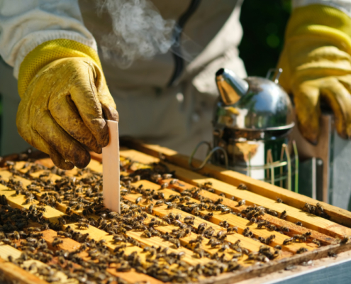 Combatting colony collapse