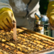 Combatting colony collapse