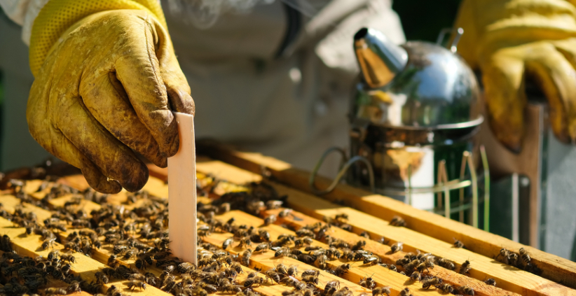 Combatting colony collapse