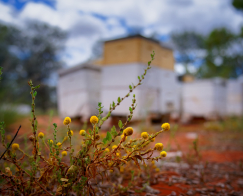 The future of beekeeping