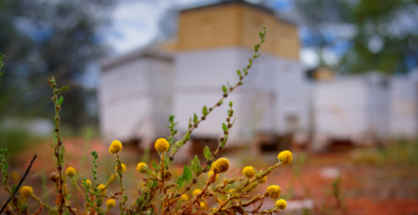 The future of beekeeping