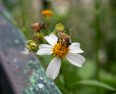 The Best Australian Native Plants for Bee Forage