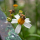 The Best Australian Native Plants for Bee Forage