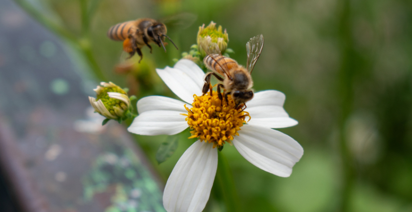 The Best Australian Native Plants for Bee Forage