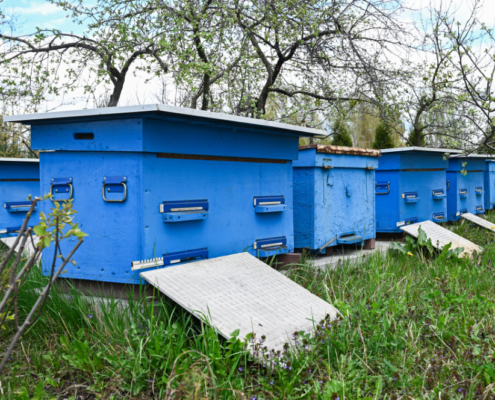 sustainable beehives