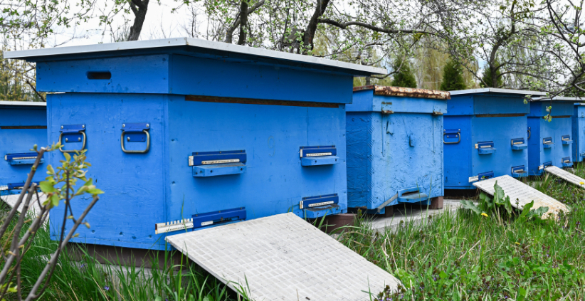 sustainable beehives