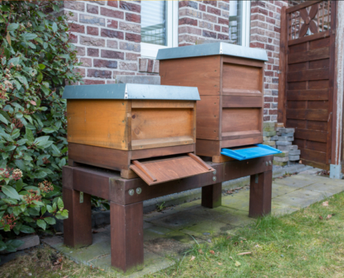 Urban beekeeping